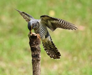 Fototapeta premium red tailed hawk in flight
