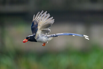 blue tit on a branch