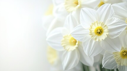 Fototapeta premium A close-up of white and yellow flowers against a white background with a yellow center