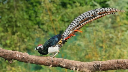 black capped kingfisher