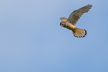 Fototapeta premium Turmfalke im Flug