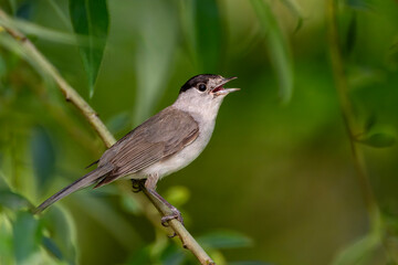 Obraz premium Mönchsgrasmücke auf einem Zweig