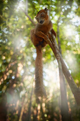 Naklejka premium Wildlife Madagascar. Eulemur rubriventer, Red-bellied lemur, Akanin’ ny nofy, Madagascar. Small brown monkey in the nature habitat, wide angle lens with forest habitat.