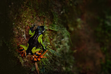 Baron's Mantella, Mantella baroni, yellow black green frog from tropic dark forest, Andasibe Mantadia NP in Madagascar. Endemic amphibian in the forest habitat, night photo. Green frog. Madagascar.