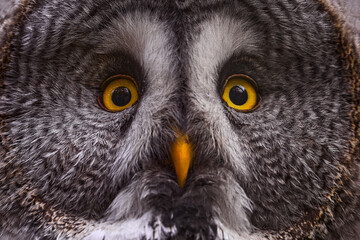 Fototapeta premium Close-up detail portrait of yellow eyes owl. Great Grey Owl in the forest, single bird with orange bill. Finalnd Widlife.