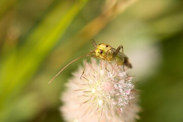 closeup view of insect at nature