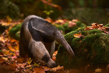 Anteater, cute animal from Brazil. Giant Anteater, Myrmecophaga tridactyla, animal with long tail and log muzzle nose, Pantanal, Brazil. Wildlife scene, wild nature gress meadow. Running in pampas.