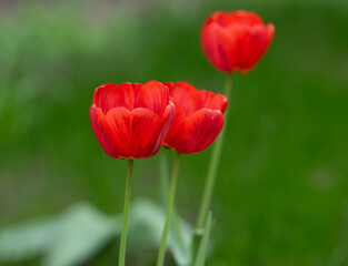 Obraz premium Rote Tulpen im Grünen