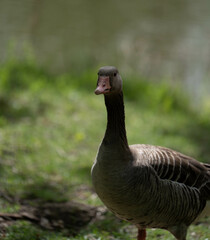 Gans am Seeufer bei Sonnenuntergang