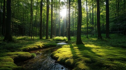 Obraz premium A serene forest glade with a carpet of moss, dappled sunlight filtering through the leaves, and a small stream running through it.