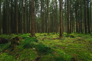trees in the dark forest, green moss