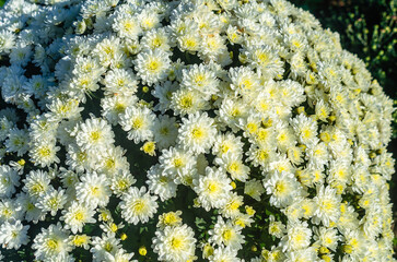 Macro of blooming white chrysanthemums. Calm screensaver of autumn flowers. Aromas of autumn mood.