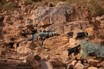 a herd of mountain goats in the mountains in Wadi Rum desert, Jordan