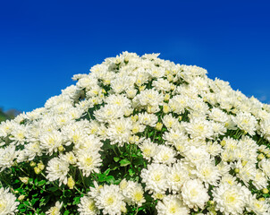 White chrysanthemums bloom in garden against blue sky. Aromas of autumn mood. Flower screensaver.