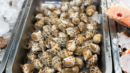Babylonia areolata in a tray or Fresh raw sweet snail. Fresh Babylonia areolata. Sweet snail. Vietnam street food.