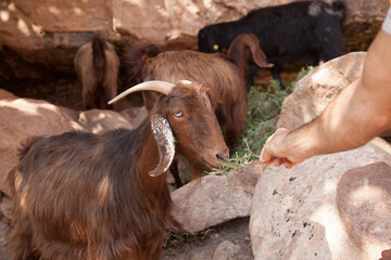 Feeding a mountain goat in wildlife
