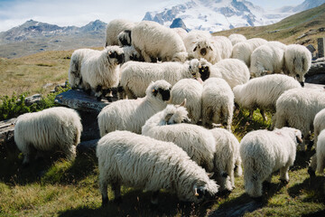 Fototapeta premium Flock of Sheep Grazing in the Scenic Alpine Pastures of Zermatt, Switzerland