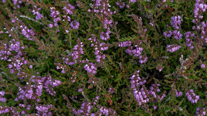 Obraz premium aufgeblühte rosa Besenheide (Calluna vulgaris) in Schottland
