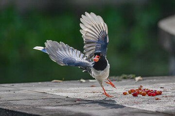 red headed woodpecker