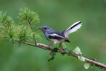 Fototapeta premium black backed shrike on branch