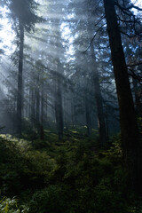 Obraz premium Dark wood in a mountains