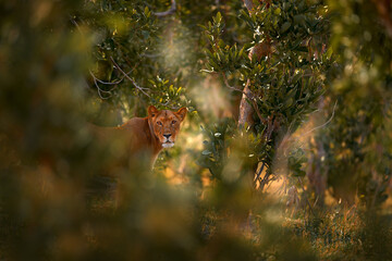 Young male lion hidden in the green vegetation, Khwai River in Botswana. Africa wildlife. Lion in...