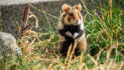 Nahaufnahme eines stehenden Feldhamsters (Cricetus cricetus) am Friedhof Meidling in...