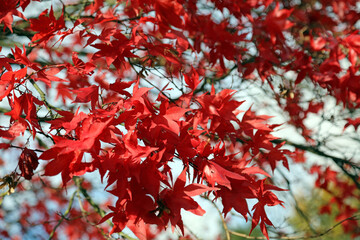 Red Japanese Maple leaves against a blue sky, Derbyshire England
