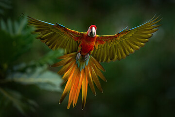 Hybrid parrot in the jungle forest. Rare form Ara macao x Ara ambigua, scarlet and green macaw form, Costa Rica. Wildlife scene from tropical nature. Bird in fly, jungle.