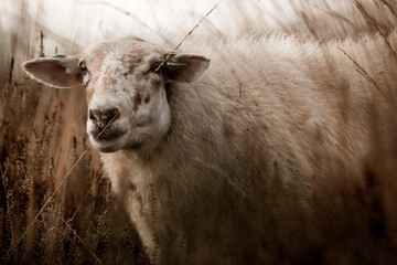 beautiful sheep portrait animal farm grassland grass
