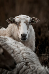 Obraz premium beautiful sheep portrait animal farm grassland grass