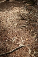 Fototapeta premium Winding Tree Roots Exposed on a Sandy Forest Floor