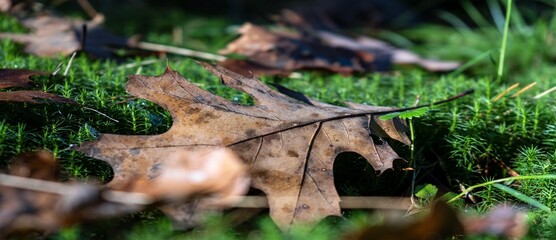 Autumn landscape in an Italian forest