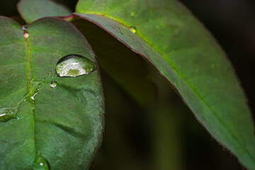 Dew on red rose leaves, dew on leaf