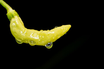 Wet yellow chili in the rain, yellow caterpillar on black background