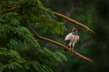 Shake dust of plumage feather.  King vulture, Sarcoramphus papa, large bird from Colombia. Wildlife...