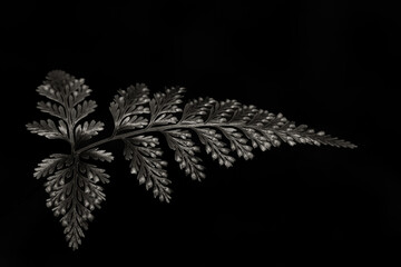 Fern leaves that are ported using monochrome technique