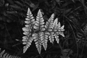 Exotic Fern leaves that are ported using monochrome technique, black and white fern