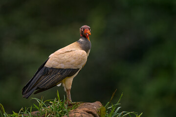 Shake dust of plumage feather.  King vulture, Sarcoramphus papa, large bird from Colombia. Wildlife...