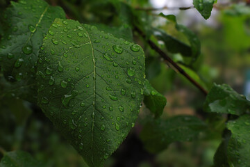 Hoja