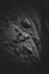 Dew on cassava leaves, moon in the dark