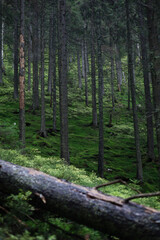 Obraz premium Beautiful wood in the mountains 