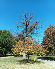 Obraz premium Arbol