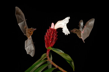 Costa Rica night nature. Orange nectar bat, Lonchophylla robusta, flying bat in dark night....