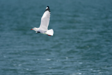 Seagull Flying Over the Shoreline: A Coastal Scene