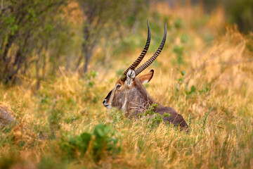 Naklejka premium Waterbuck, Kobus ellipsiprymnus, large antelope in sub-Saharan Africa. Africa sunset with antelope. Nice African animal in the nature habitat, Okavango, Botswana. Wildlife from nature.