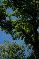 Obraz premium Sonnenlicht durchleuchtet frische Frühlingsblätter im Wald