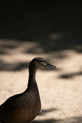 Nahaufnahme einer Ente