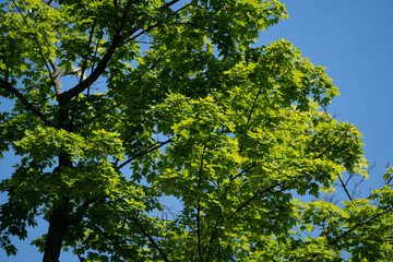 Gr&uuml;ner Baum mit frischen Bl&auml;ttern vor blauem Himmel