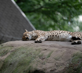 Gepard auf einem Felsen im Zoo